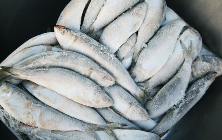 Best Way To Keep Fish Fresh After Catching
