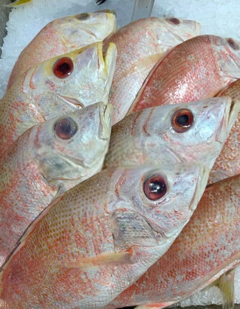 Best Way To Keep Fish Fresh After Catching