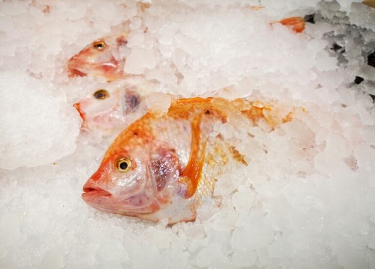 Best Way To Keep Fish Fresh After Catching